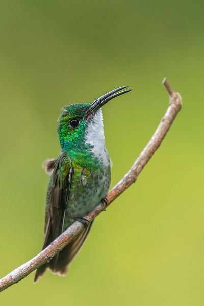 Caribbean-Trinidad-Asa Wright Nature Center White-chested emerald hummingbird on limb